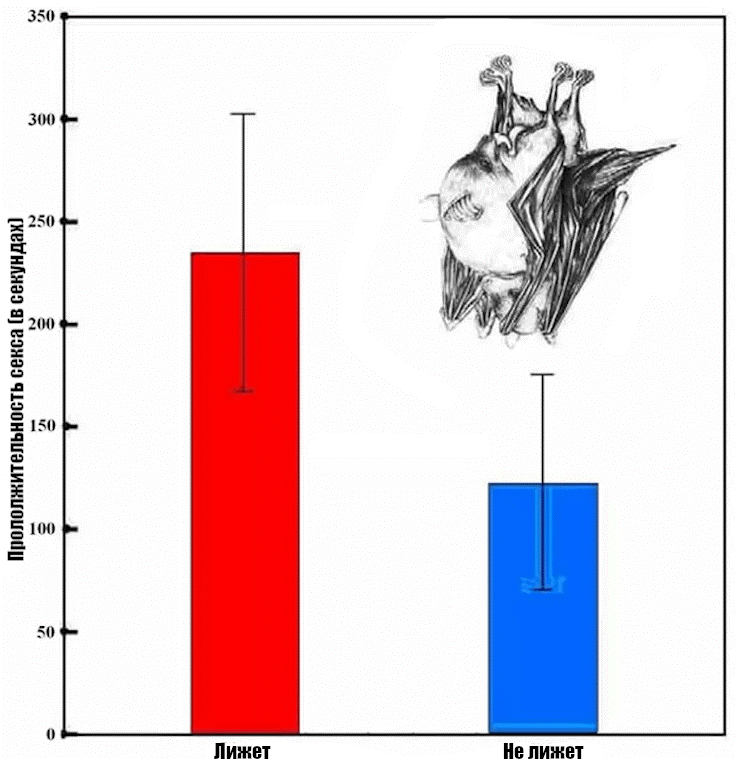 оральный секс летучих мышей