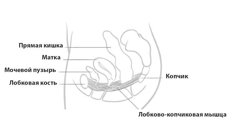схема расположения лобково-копчиковой мышцы