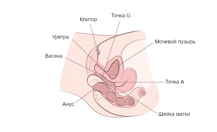 женская анатомия