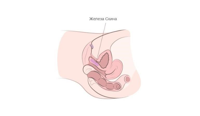 Железы скина