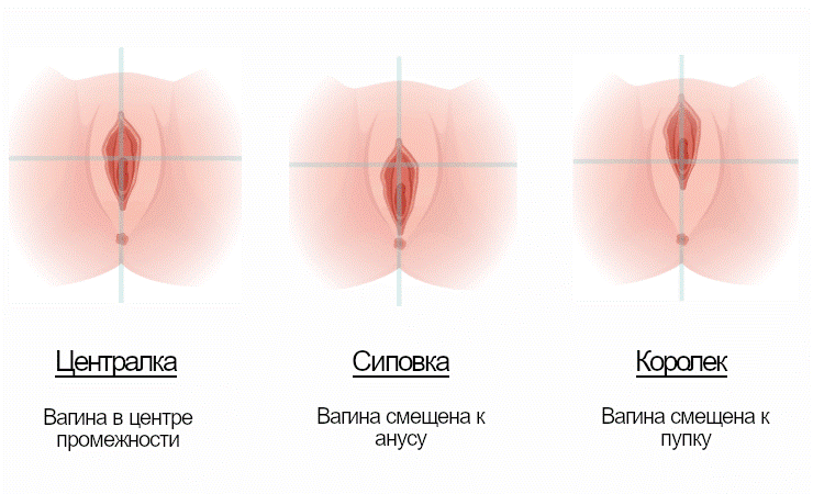 кто такие сиповки, корольки, централки и как различить их по фото