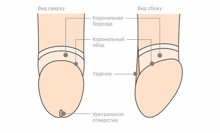 вид пениса после обрезания