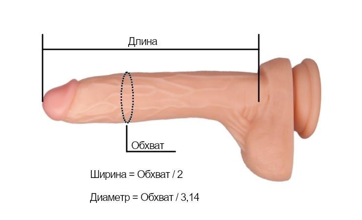 Правила измерения члена