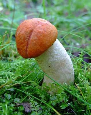 Член в форме гриба