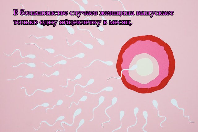 В большинстве случаев женщина выпускает только одну яйцеклетку в месяц.
