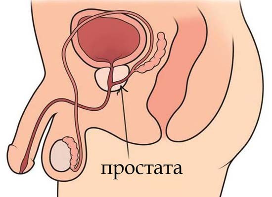 простата
