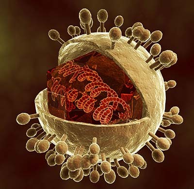 Цитомегаловирус