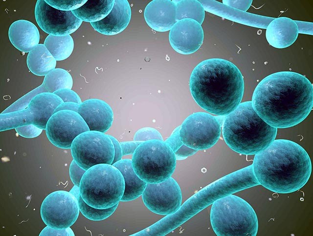 Молочница или кандидоз