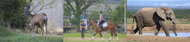Классификация по тантрической сексологии