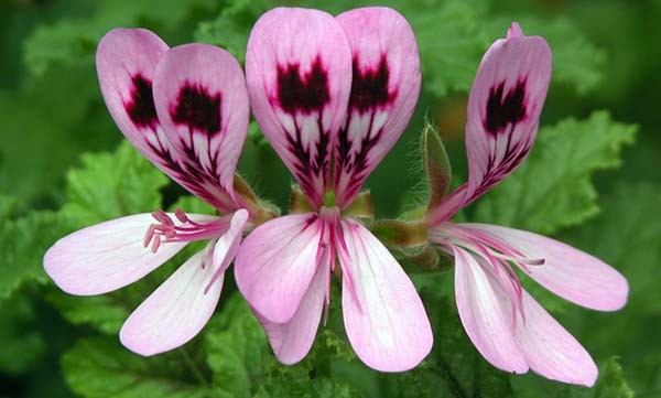 Герань Бурбон