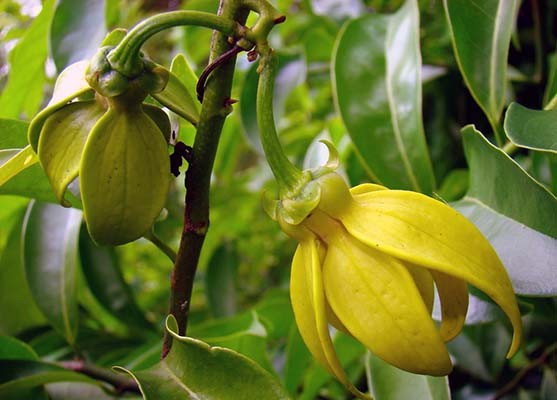 Иланг-иланг