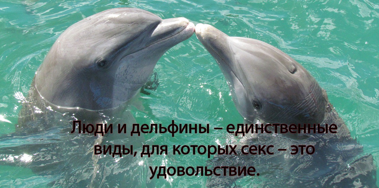 Люди и дельфины – единственные виды, для которых секс – это удовольствие.